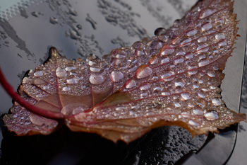 Water droplets red leaf.jpg
